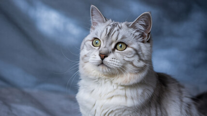 Cat portrait fluffy gray tabby piercing green