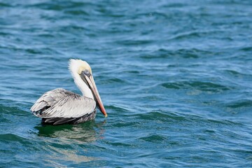 Brown Pelican Floating on Ocean Waves