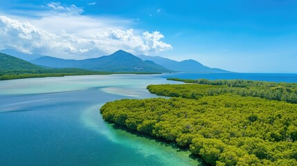 Aerial photography of green mangrove forest, a natural carbon sink