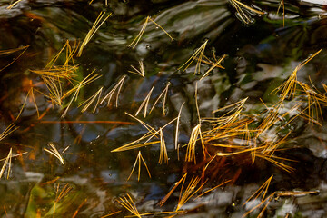 Patterns of fallen pine needles on water in Manchester, Connecticut.