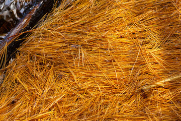 Raft of fallen pine needles on water in Manchester, Connecticut.