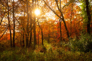 Sun shining through the fall foliage in a Connecticut forest.