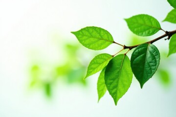 Obraz premium Leafy branch with green foliage against white, greenery, rustic, natural