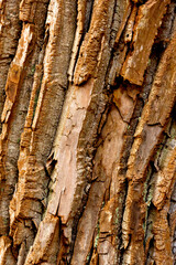 Deeply furrowed bark of a cottonwood tree in Manchester, Connecticut.