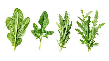 Fresh greens, spinach, arugula, and kale, Transparent background, PNG file background,
