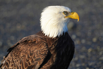 Bald Eagle in Sunshine Alaska