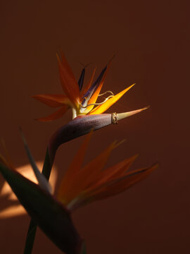 Bird of Paradise Flower With Gold Ring Against Warm Earthy Backdrop