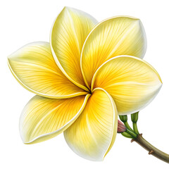Vibrant Yellow Plumeria Flower Blossom Detailed Close up Tropical Botanical Illustration