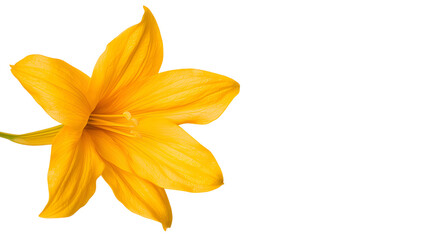 Fototapeta premium Vibrant yellow daylily flower blossom close up transparent background