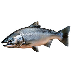 Naklejka premium salmon fish isolated on a transparent background