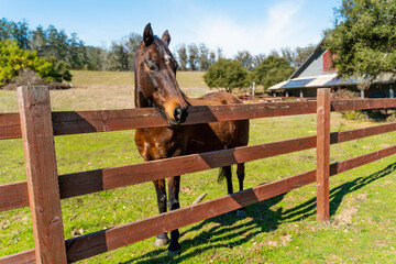 Close-up of a brown horse behind a fence on a farm image