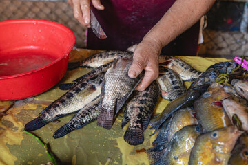 Fish preparation at a local market