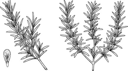 Fototapeta premium rosemary engraving black and white outline 
