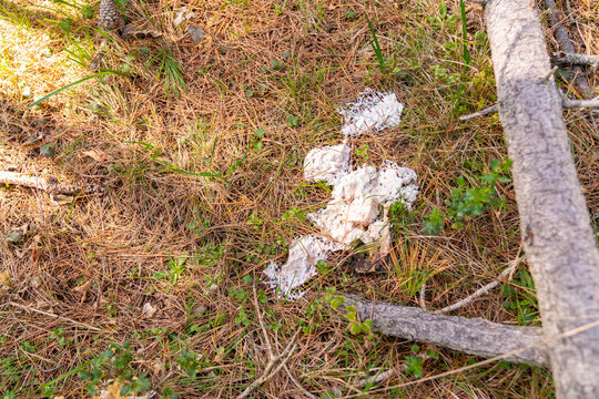 Mycelium