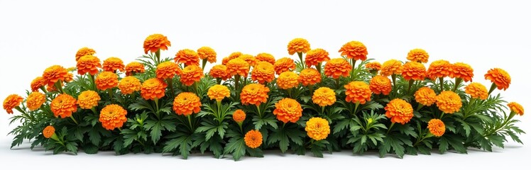 Marigold bed with vibrant orange-yellow blooms against white background. Effective natural pest deterrent, popular annual flowers. Perfect for gardens, landscape, adding bright color to outdoor