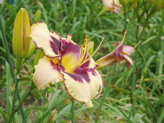 ピンクベージュに小豆色の覆輪があるヘメロカリス（別名デイリリー）／ワスレグサ科