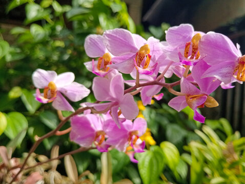 pink orchid flowers or philaneopsis pulcherima blooming on the garden. 