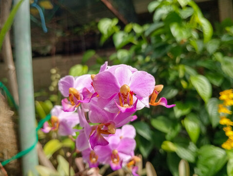 Moon Orchid pink orchid flowers. Philaneopsis pulcherima blooming on the tree. 