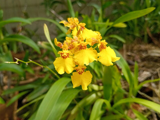 yellow flowers oncidium flexuosum or small Orchid, bee Orchid, blooming on the tree. 