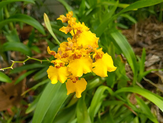 yellow Orchid oncidium flexuosum blooming on the park. Oncidium is small Orchid with beautiful color. 