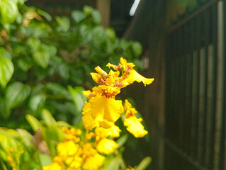 yellow Orchid flowers blooming on the park