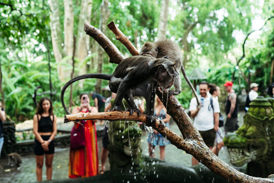 Monkeys Play in a Lush Sanctuary