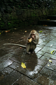 Curious Monkey Enjoys a Snack in the Rain
