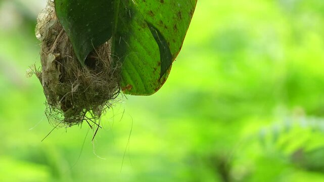 baby little spiderhunter bird in the nest