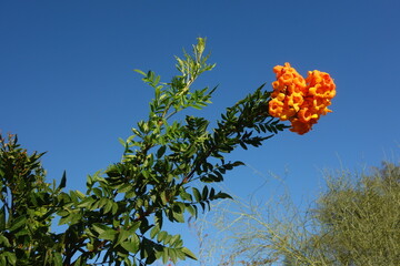 Cape Honeysuckle flowering twigs extend into cloudless Arizona blue sky during early Spring