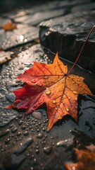Colorful autumn maple leaves, red and yellow, float and rest on the water and ground, a seasonal nature closeup