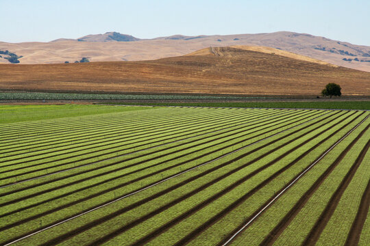 Agricultural fields