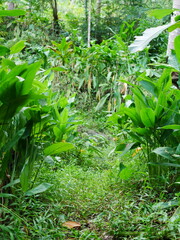 a footpath with many Maranta arundinacea plants on the side