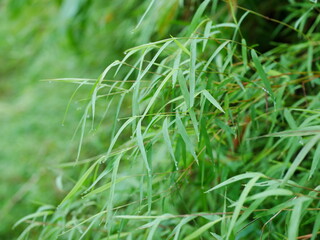 green grass that often grows on the cliffs of Indonesian rainforests