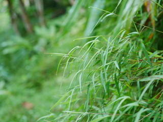 Bromus remotiflorus green grass grows wild in the yard
