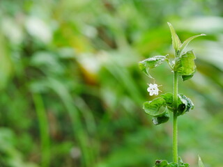 Ageratum conyzoides plant shoots with blurred background