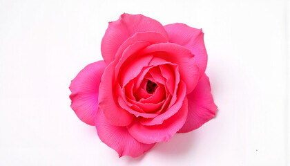 Fototapeta premium Pink rose on white background