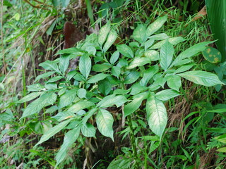 Young Amorphophallus paeoniifolius plant