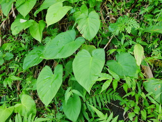 some leaves have a love shape