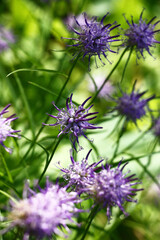 Solar summer morning. Flower bed fragment. Plentifully blossoming globularia with blue flowers of an original form.