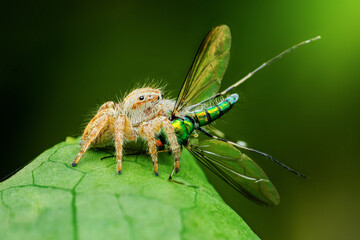 Jumping spider eating a long-legged fly on green leaf