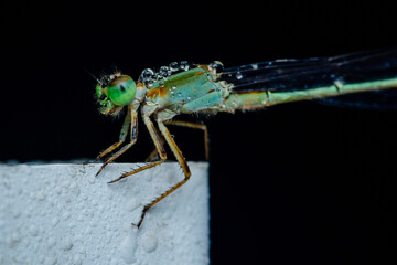 Emerald damselfly resting on white surface with water droplets