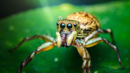 Jumping spider standing on green leaf showing fangs