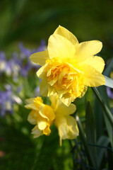 Sunny spring day.Narcissus flowers difficult under the form and with yellow color.