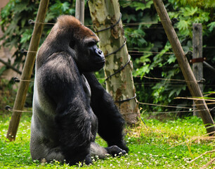 Gorillas in the zoo