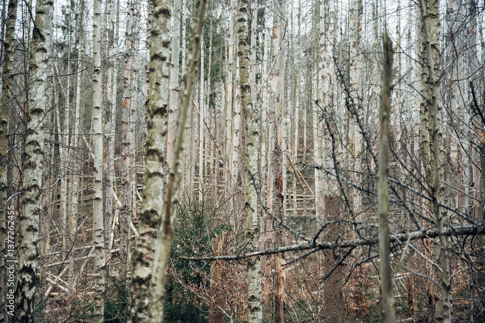 Poster a forest with many trees and a few branches
