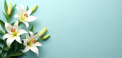 Fototapeta premium White lilies on pastel blue backdrop. Spring flowers bouquet on a light background. Flat lay top view with copy space. Valentine Day, Easter, Happy Women Day, Mother Day holidays greeting card.