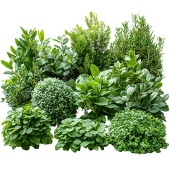 Lush Garden Bushes PNG vibrant garden bushes PNG green lush garden bushes PNG flowering garden bushes PNG ornamental garden plants PNG isolated transparent background image