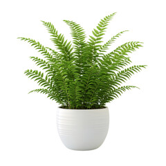 A 3D Small Indoor Fern in a Decorative Pot Isolated on Transparent Background