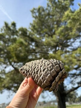 UGC Pinecone