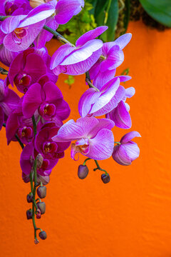 purple orchids against an orange wall